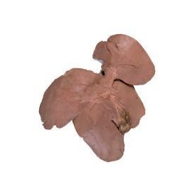 Pig Liver and Gall BladderQty Discount Available