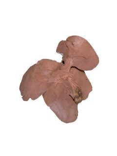 Pig Liver and Gall BladderQty Discount Available