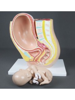 Pregnancy Pelvis with  Mature Fetus - 2 part