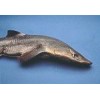 Shark Head (dogfish)Qty Discount Available