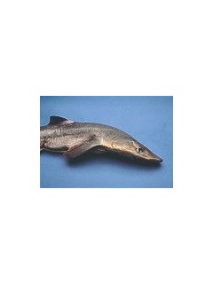 Shark Head (dogfish)Qty Discount Available