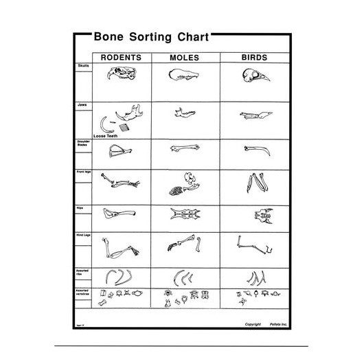 Owl Pellet Bone Sorting Chart Set Of 15