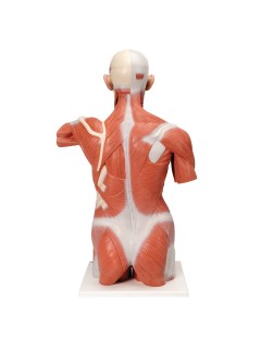 Life Size Human Muscle Torso Model 27 Part 3b Smart Anatomy