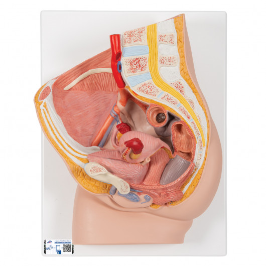  Female Pelvis Reproductive Anatomy Model, Pelvic Cavity Model  with Muscular, Urinary, Reproductive System and Numbered Mark, Detachable 3  Parts, Real Details, for Educational, Studying Tool : Home & Kitchen