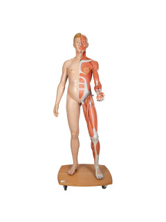 Dual-Sex 33.5" Life Size Human Torso Body Anatomy Model w/ 31 Detachable Parts 