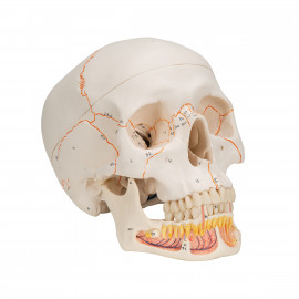Details about   7cm 1PC Human Small Skull Replica Model Anatomical Medical Skeleton Head Teeth 