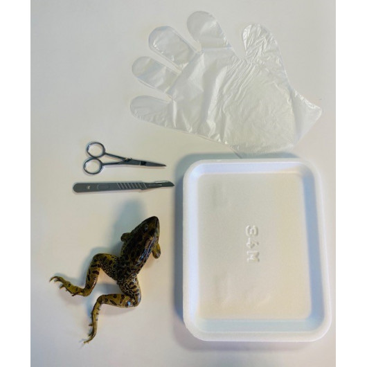 Frog Dissection Kit 