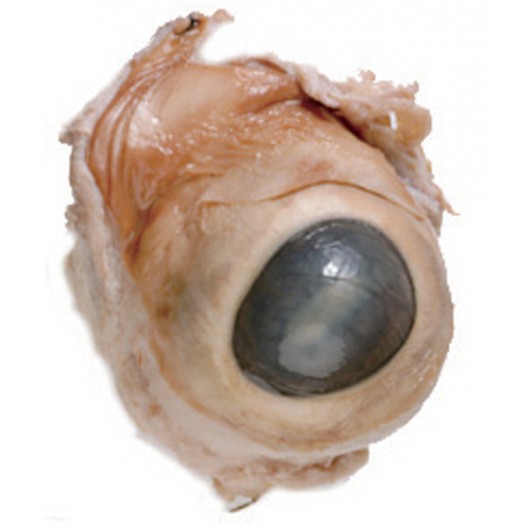 Cow Eye, Preserved, Pail of 50